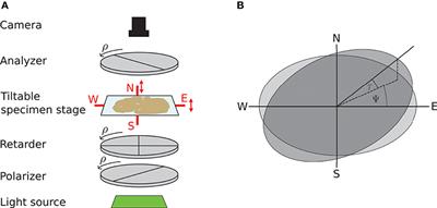 Derivation of Fiber Orientations From Oblique Views Through Human Brain Sections in 3D-Polarized Light Imaging